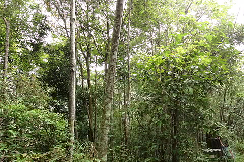 शोध के मुताबिक, स्थानीय योजनाओं से प्रभावित 38 से 41 फीसदी लोग सामाजिक-आर्थिक रूप से वंचित समूहों से हैं, जो भारत की अधिकतम आबादी का हिस्सा हैं।