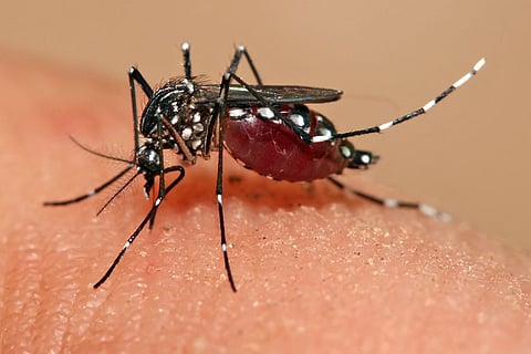 इस दिन का मुख्य लक्ष्य मच्छरों की आबादी को नियंत्रित करने और बीमारियों के खतरों को रोकने के लिए मिलकर काम करना है।