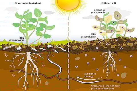 शोध में पाया गया कि कीटनाशक और भारी धातु के प्रदूषण ने मिट्टी की जैव विविधता को सबसे अधिक नुकसान पहुंचाया है।