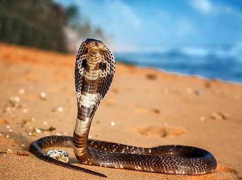 फोटो: आईस्टॉक