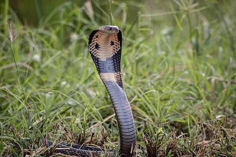 मोनोकल्ड कोबरा जिसका वैज्ञानिक नाम नाजा कौथिया है, यह सांप पूर्वी और पूर्वोत्तर भारत, नेपाल, बांग्लादेश, म्यांमार, थाईलैंड, वियतनाम, मलेशिया तथा दक्षिण चीन में पाए जाते हैं।