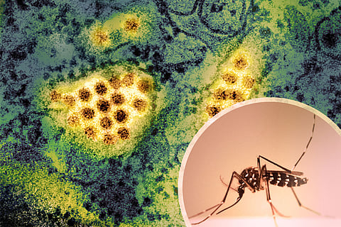 इस साल अगस्त के अंत तक डेंगू के 1.23 करोड़ से अधिक मामले सामने आए हैं, जो कि 2023 में रिपोर्ट किए गए 65 लाख मामलों से लगभग दोगुना है।