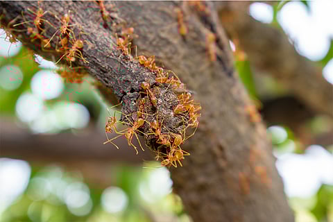 रिसर्च से पता चला है कि चींटियां की मौजूदगी इन पहाड़ों पर पक्षियों की विविधता को प्रभावित कर रही है; फोटो: आईस्टॉक
