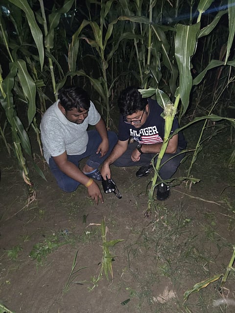 गन्ने के खेत में आमदखोर हुए वन्यजीव के पगमार्क तलाशते वन्यअधिकारी, फोटो : सीएसई