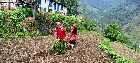 उत्तराखंड के कस्तूरा मृग अभयारण्य (सेंचुरी), अस्कोट से सटे कुरखेती गांव में महिलाओं को खेती के लिए कड़ी मशक्कत करनी पड़ती है। फोटो: पूरन बिष्ट