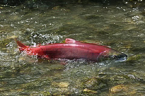 संरक्षण के अहम सवालों से निपटने वाले काम, जैसे कि संकटग्रस्त और लुप्तप्राय मछलियों के लिए अंडे देने  वाले आवासों को कैसे बेहतर बना सकते हैं, यह मुख्य उद्देश्य है।