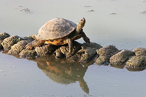 पेड़ के तने पर आगे बढ़ता कछुआ; प्रतीकात्मक तस्वीर: आईस्टॉक