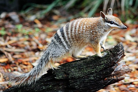 प्रकृति के संरक्षण के लिए अंतर्राष्ट्रीय संघ (आईयूसीएन) ने नम्बैट को संकटग्रस्त प्रजाति के रूप में दर्ज किया है।