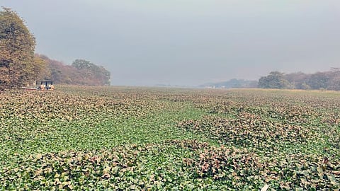 जल कुम्भी से पटी साख्य सागर झील; फोटो: सुचिता झा/सीएसई