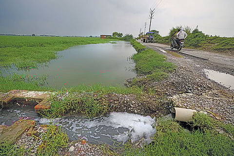 कानपुर में जाजमऊ टैनरीज क्लस्टर से निकलकर चकेरी क्षेत्र में पहुंचने वाली नहर का गंदा पानी सीधा धान के खेतों में जा रहा है
