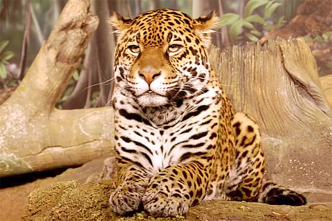 जगुआर अपने मूल निवास स्थान का लगभग 50 हिस्सा खो चुके हैं और अब ये मैक्सिको, मध्य अमेरिका और दक्षिण अमेरिका के 18 देशों में रहते हैं।