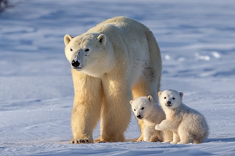 आर्कटिक में पिघलती बर्फ के साथ ध्रुवीय भालुओं के आवास तेजी से सिकुड़ रहे हैं, साथ ही इन जीवों को खाने के लिए भी संघर्ष करना पड़ रहा है; फोटो: आईस्टॉक