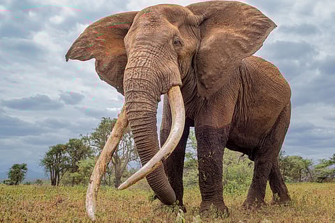 कुछ प्रजातियों में यह बुजुर्ग जीव महत्वपूर्ण सामाजिक भूमिकाएं निभाते हैं। यह अपने ज्ञान और अनुभव की मदद से आपदाओं और प्रवास आदि के समय में अपने समूहों का नेतृत्व करते हैं; फोटो: आईस्टॉक