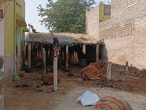 राजस्थान में पशु चिकित्सकों की कमी से चुनौती बना पशुपालन