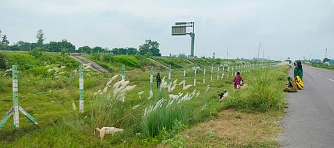 पूर्वांचल एक्सप्रेसवे के सर्विस लेन पर बैठकर बकरियां चरवाने को मजबूर महिलाएं। फोटो: राजशेखर