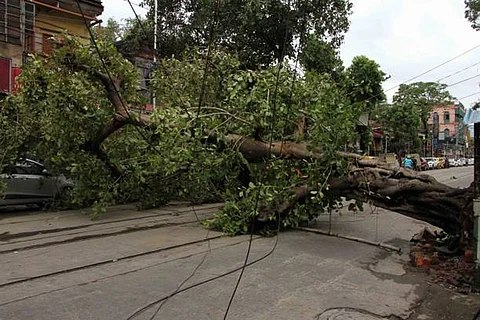 साल 2020 के मार्च में मध्य कोलकाता में चक्रवात 'अम्फान' चक्रवात के कारण सड़क पर बहुत सारे पेड़ टूट गए थे