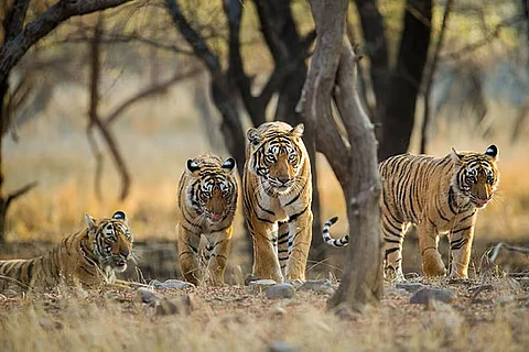यह सफलता भारत में बाघों को अवैध शिकार और उनके आवास को नष्ट होने से बचाकर, उनके लिए पर्याप्त शिकार सुनिश्चित करके, मानव-वन्यजीव संघर्ष को कम करके और बाघ वाले इलाकों के पास रहने वाले समुदायों के जीवन स्तर को बढ़ाकर हासिल की है।
