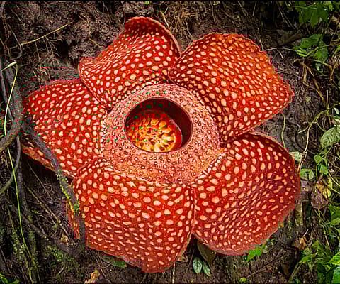 रैफलेसिया अर्नोल्डी: विलुप्ति के कगार पर खड़ा प्रकृति का चमत्कार