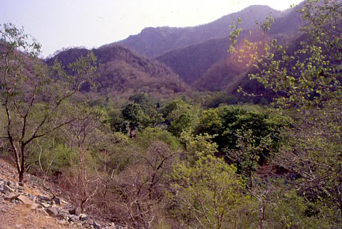 अरावली के जंगलों में जंगल सफारी का प्रस्ताव है। फाइल फोटो़: सीएसई