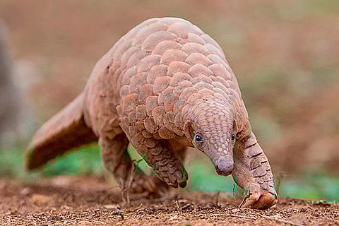 पैंगोलिन कीटों से होने वाले नुकसान को रोककर हमें हर साल लाखों रुपयों का फायदा पहुंचाते हैं।