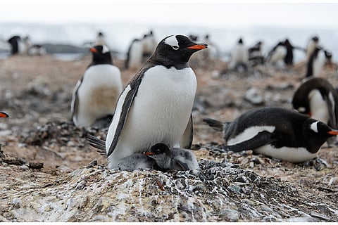 फोटो: आईस्टॉक