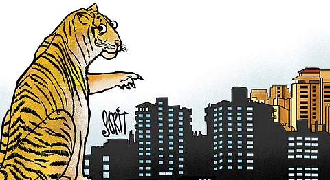 बैठे ठाले: शहर में बाघ