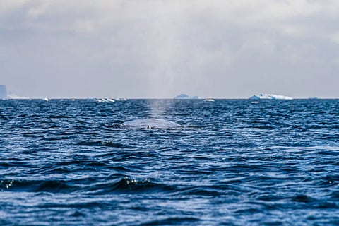 दुनिया के दो-तिहाई महासागरों में वाष्पीकरण में कमी आई है, जिसके कारण 2008 से 2017 के बीच वैश्विक वाष्पीकरण दर में मामूली गिरावट आई है।