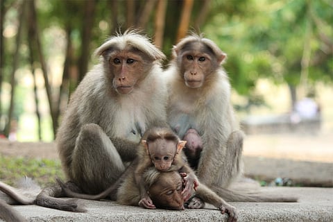 संक्रमण के एक दिन बाद, दस बंदरों को दस दिनों तक हर दिन ओबेल्डेसिविर की एक गोली दी गई, जबकि तीन नियंत्रण वाले बंदरों को कोई उपचार नहीं मिला और उनकी मृत्यु हो गई।