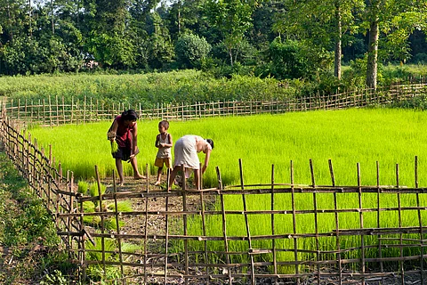 असम में खेतों में काम करते किसान; प्रतीकात्मक तस्वीर: आईस्टॉक