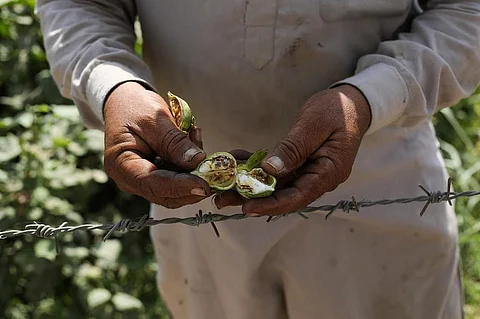 गुलाबी सुंडी द्वारा खाए कपास के फल को दिखाता एक किसान; फोटो: विकास चौधरी/सीएसई