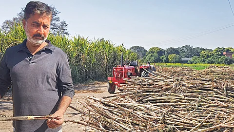 (बाएं) मुजफ्फरनगर के नंगला मुबारिक गांव के किसान सुधीर चौधरी लाल सड़न रोग से संक्रमित गन्ना दिखाते हुए, (दाएं) मुजफ्फरनगर और पश्चिमी उत्तर प्रदेश के अन्य जिलों में कई किसानों ने बताया है कि उनकी गन्ने की फसल लाल सड़न रोग से संक्रमित है