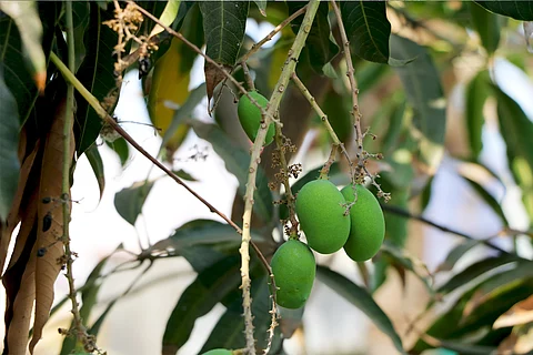 प्रतीकात्मक तस्वीर: आईस्टॉक