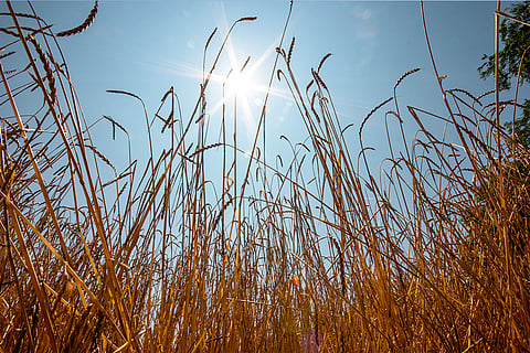 जलवायु परिवर्तन से खेतों पर मंडराता खतरा; प्रतीकात्मक तस्वीर: आईस्टॉक