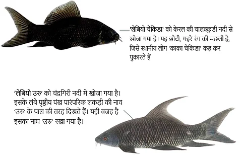 वैज्ञानिकों ने पश्चिमी घाट में खोजी मछलियों की दो नई प्रजाति, सुलझाई 155 साल पुरानी गुत्थी