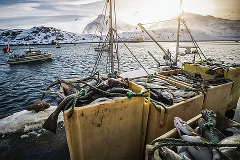 उत्तरी नॉर्वे में बड़े पैमाने पर पकड़ी जा रही मछली; फोटो: आईस्टॉक