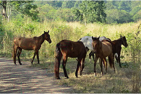 प्राकृतिक आवास में विचरते जंगली घोड़े; प्रतीकात्मक तस्वीर: आईस्टॉक