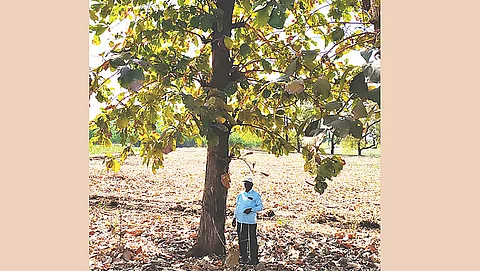 पुणे में एक किसान 30 साल पुराने सागौन के पेड़ के साथ। सरकारी स्वामित्व वाले जंगलों से लकड़ी की कटाई पर प्रतिबंध लगा दिया गया है इसलिए इस बेशकीमती लकड़ी की मांग को पूरा करने के लिए निजी बागानों पर भरोसा किया जाता है