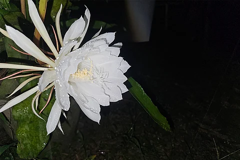 Himalaya