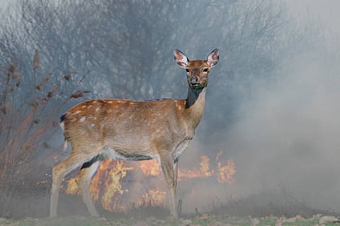 जानवरों पर अचानक पड़ने वाले प्रभाव लू या हीटवेव, जंगल की आग, सूखे और बाढ़ जैसी चरम घटनाओं से सामूहिक मृत्यु का रूप ले सकती हैं।