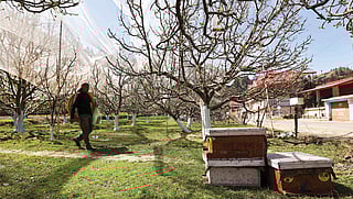 डाउन टू अर्थ खास: किसान क्यों किराये पर लेते हैं मधुमक्खियां?