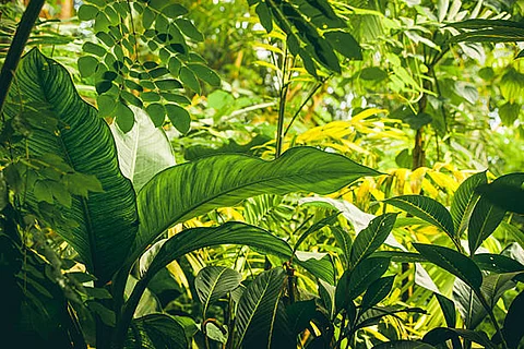पारिस्थितिकी तंत्र में पहले उत्पादक के रूप में, वनस्पति न केवल भोजन और फाइबर जैसी जरूरी पारिस्थितिकी तंत्र सेवाएं प्रदान करती है, बल्कि स्थलीय जल, कार्बन और ऊर्जा चक्रों में भी महत्वपूर्ण भूमिका निभाती है।