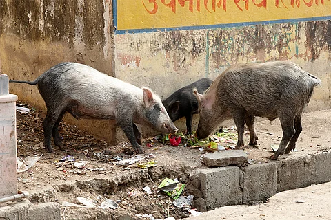 वैज्ञानिक खुलासे में सामने आया है कि इंसानों ने सबसे पहले दक्षिण चीन में जंगली सूअरों को पालतू बनाया था; फोटो:आईस्टॉक
