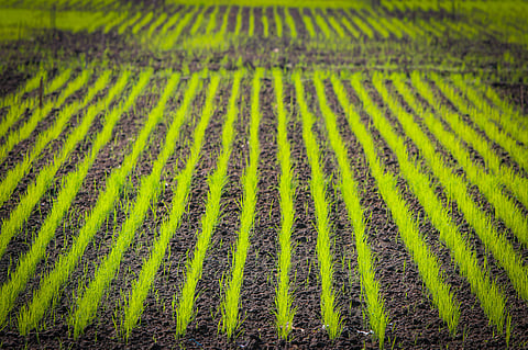 प्रतीकात्मक तस्वीर। फोटो : cgiar.org
