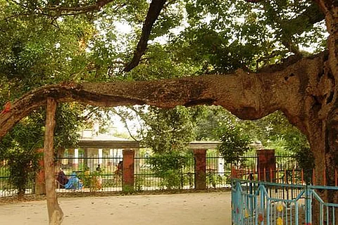 किंतूर (बाराबंकी), झूसी (प्रयागराज) और सुल्तानपुर जैसे स्थानों पर पाए जाने वाले ये पेड़ करीब 800 साल पुराने हैं; फोटो: विकिपीडिया