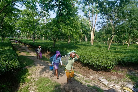 प्रतीकात्मक तस्वीर। फोटो: आईस्टॉक