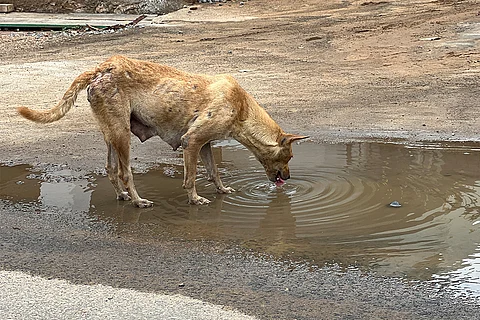 प्रतीकात्मक तस्वीर: आईस्टॉक