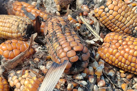 फोटो: आईस्टॉक