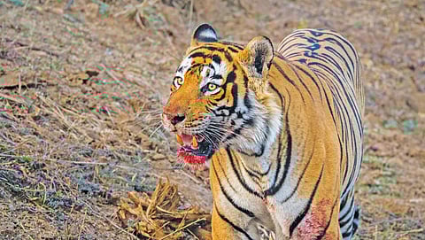 डाउन टू अर्थ खास: बाघ हमले में महाराष्ट्र में 22 लोगों की मौत, क्यों बढ़ रहा है खतरा?