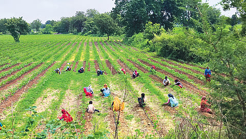 धार जिले (मध्य प्रदेश) के किसानों का कहना है कि उन्होंने अपनी फसलों को कीटों से बचाने के लिए खरपतवार रोधी बीटी कपास किस्मों की तलाश शुरू कर दी है और खरपतवार रोधी ग्लाइफोसेट का इस्तेमाल करने की अनुमति दे रहे हैं