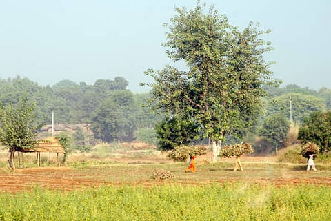 जंगलों के बढ़ने से मधुमक्खियों और अन्य परागण करने वाले कीटों की गतिविधि बढ़ने से फसलों की उत्पादकता में सुधार हुआ।